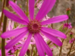 2013-08-18_Regina-F-Rau_Schachen_Blumen  (164).JPG